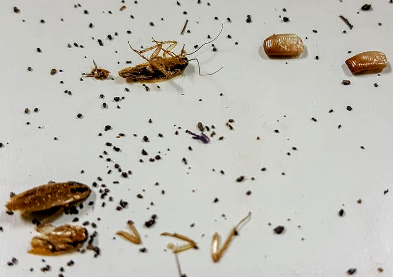 cockroach control in nairobi kenya