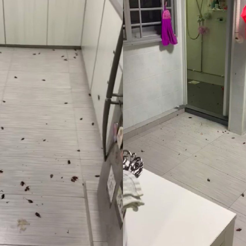 Cockroach control Services in Nairobi